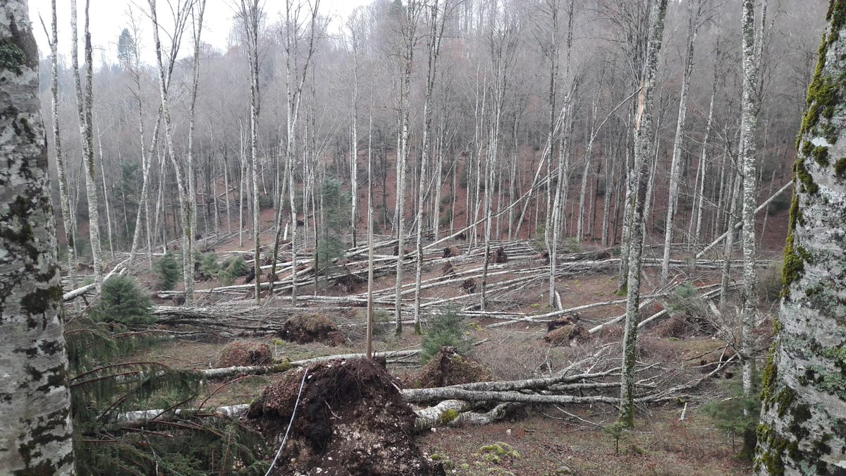 colomb_luca's tweet photo. Tempesta "#Vaia" un anno dopo: oggi #Speciale nazionale #RaiTgr.
Dai boschi delle Dolomiti a Portofino alla Basilica di San Marco. Drammatici segni dello sconvolgimento #climatico. Nessuno è al sicuro, nessuno si salva da solo. Rai 3, 15.20. https://t.co/G6gX7fK6Vt