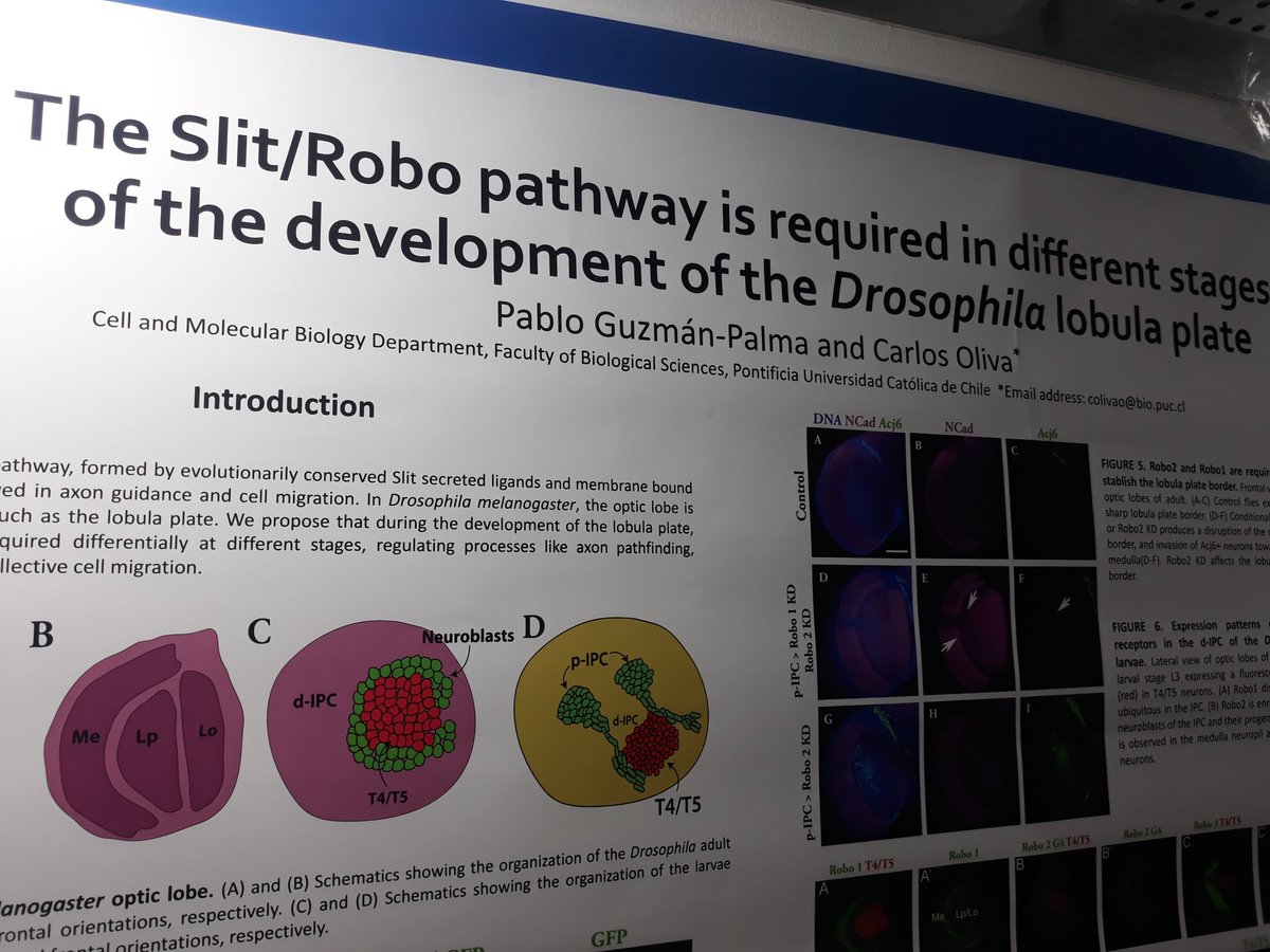 pabloguzman_'s tweet photo. if you like drosophila neurodevelopment, collective cell migration or you are a slit/robo stan, come to see my poster! #167 at the #LASDB2019 meeting https://t.co/xisN6WGqHW