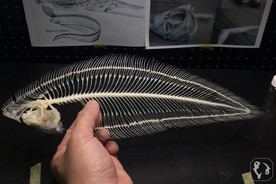 これはスゴイ 魚の骨をそのままの形で保存する 整形職人 の技にツイ民驚愕 えのげ これはスゴイ 魚の骨をそのままの形で保存する 整形職人 の技にツイ民驚愕 えのげ