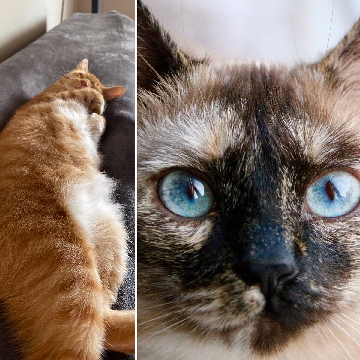 IT'S NATIONAL CAT DAY! Share photos of your favorite feline friend and you may see them on our shows.