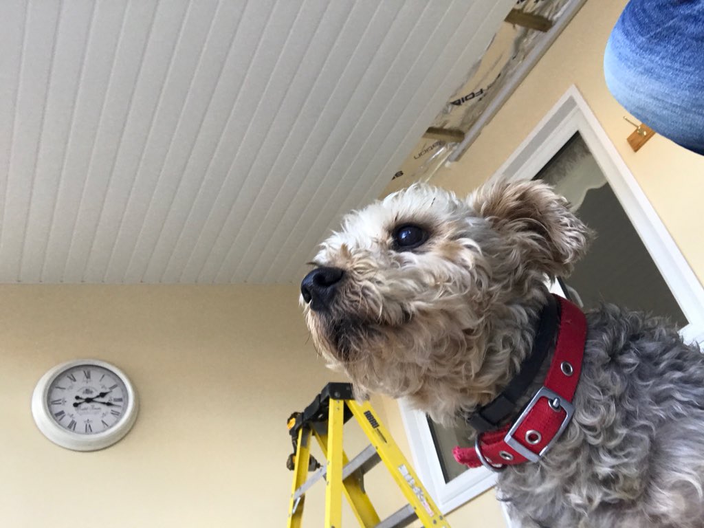 KingswoodWindow's tweet photo. Teddy the Yorkshire Terrier is looking forward to relaxing in his conservatory when the new insulated roof is fitted. He has his own spot on the rug in the middle of the floor and will be nice and cosy throughout the winter. https://t.co/yJGXtfdGr6