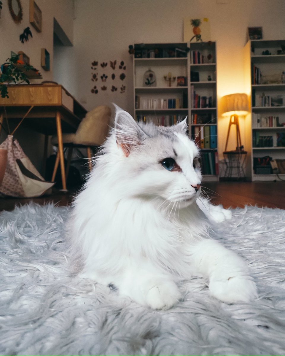 Moman Apres Vla Les Chats Trop Style Que Tu As 3 Moman Apres Vla Les Chats Trop Style Que Tu As 3