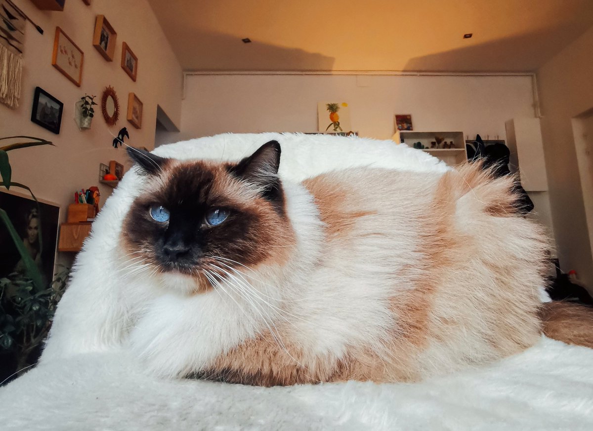 Moman Apres Vla Les Chats Trop Style Que Tu As 3 Moman Apres Vla Les Chats Trop Style Que Tu As 3
