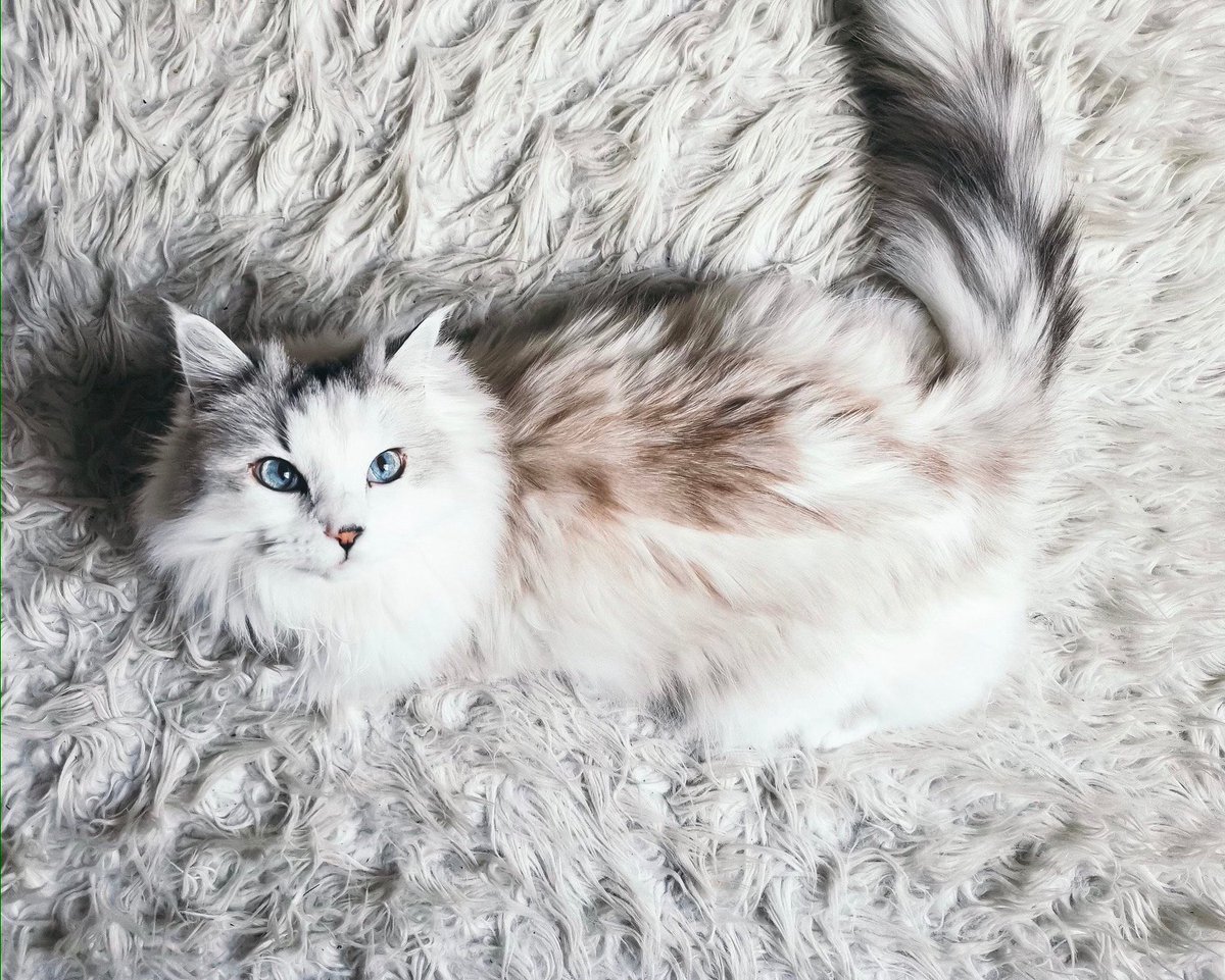 Moman Apres Vla Les Chats Trop Style Que Tu As 3 Moman Apres Vla Les Chats Trop Style Que Tu As 3