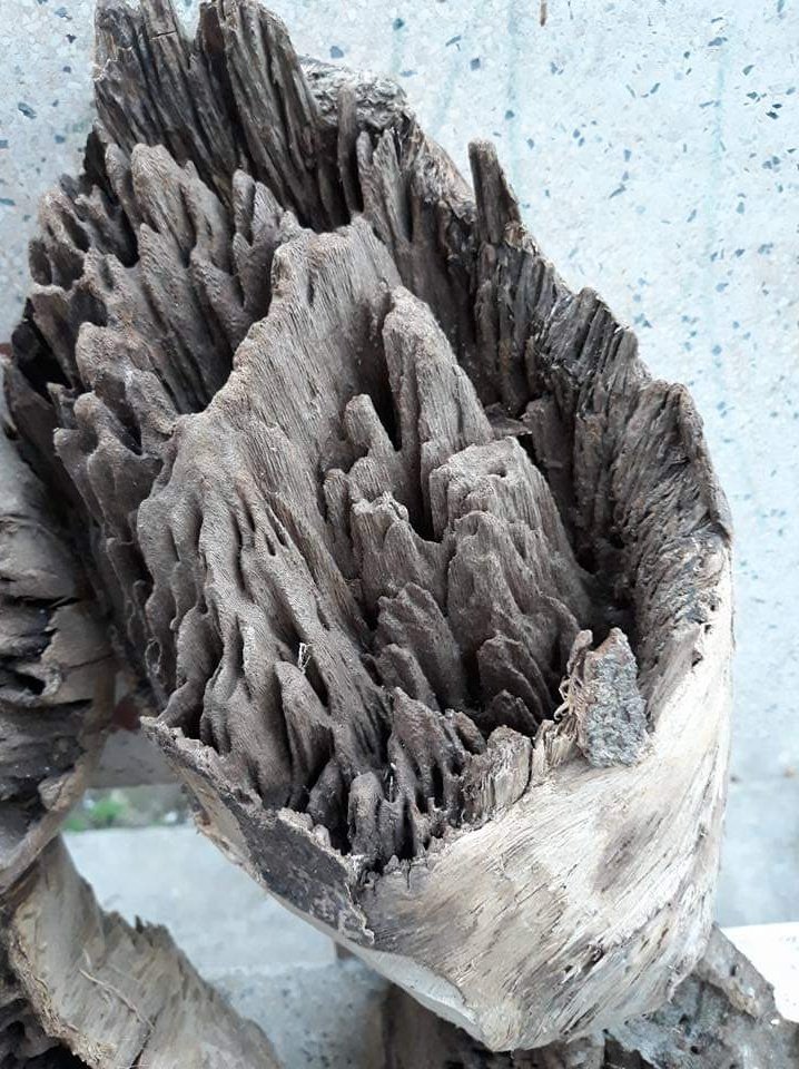 Annie02575748's tweet photo. Oud got in forest. 100% wild oud. Long lasting
Contact my Whatsapp: +84 523388337 #oud #oudh #oudhoil #oudoil #Vietnamoud #incense #chunk #wildoud #natural #UAE #Dubai #Arabian #Saudi_Arabia #India #Asia #Brunei #Bahrain #Australia #Japan #good_smell https://t.co/fbQAW644MG