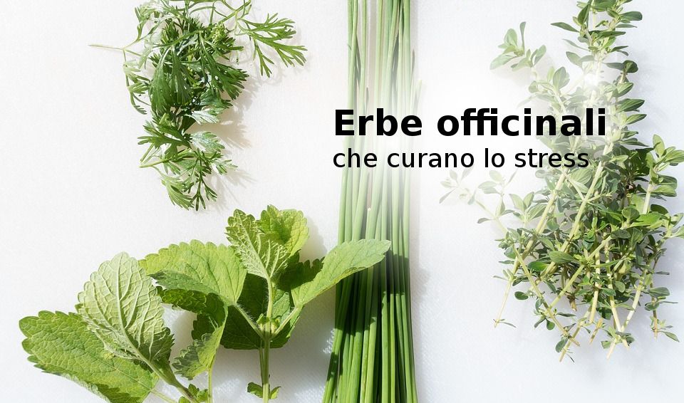 cPesoForma's tweet photo. Erbe che curano lo stress #CuraDelCorpo #ErbeOfficinali #RimediNaturali
 https://t.co/bmU59Mv6Lm https://t.co/jWckGs9XnU