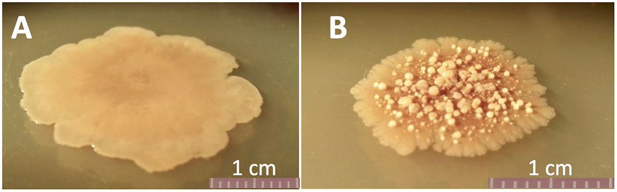 EvolvedBiofilm tweet picture