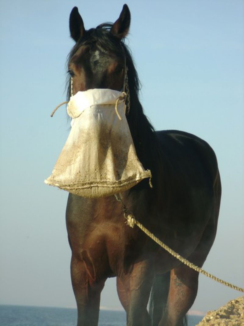 Торба для овса. Торба для лошади. Лошадь с мешком. Лошадь с мешком овса. Торба с овсом для лошади.