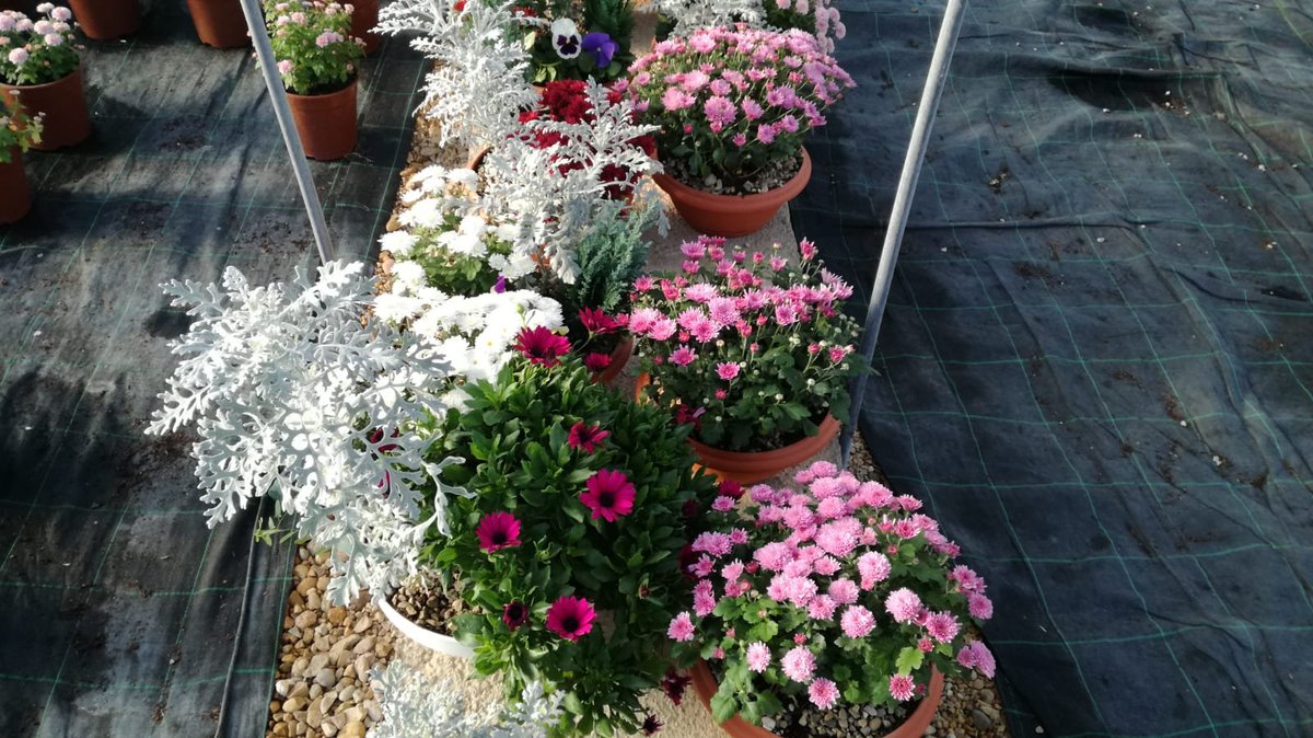 Aspodemi's tweet photo. 🍀El próximo viernes 1 de noviembre es el Día de Todos los Santos.
🌷🌺🌸Este año los puntos de venta de los crisantemos de #ASPODEMI están en el Centro Ocupacional de #Fuentecaliente (Ctra Fuentecaliente) y en el cementerio antiguo.
#GrupoASPANIAS #PlenaInclusión https://t.co/iYOg5RiI2D