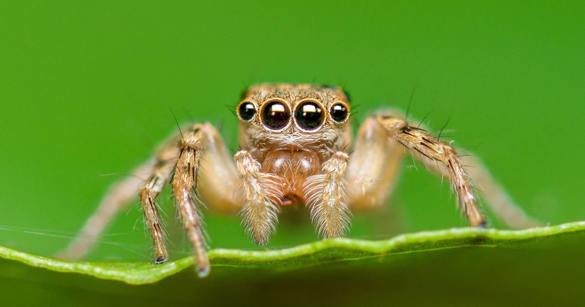 SwissChamberNL's tweet image. #depthsensors #gadgetry #gadgets #harvard #spiders An efficient new depth sensor was inspired by spider eyes dlvr.it/RHBJCd