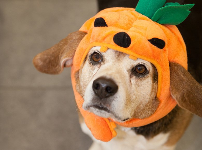 GNG_RB's tweet photo. This dog is hella excited for halloween! look at em https://t.co/nQ1fGuQACL