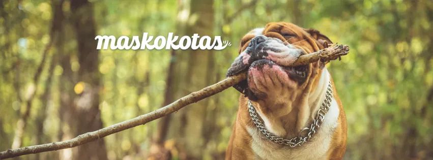 cclepicentre's tweet photo. Todo lo que necesitas para tu mascota en MASKOKOTAS
🐶🐱🐭🐹🐰🦊
#cclepicentre #maskokotas #puertodesagunto #mascotas #sagunto #shoppingcenter #shopping https://t.co/ACSCwLe6zu