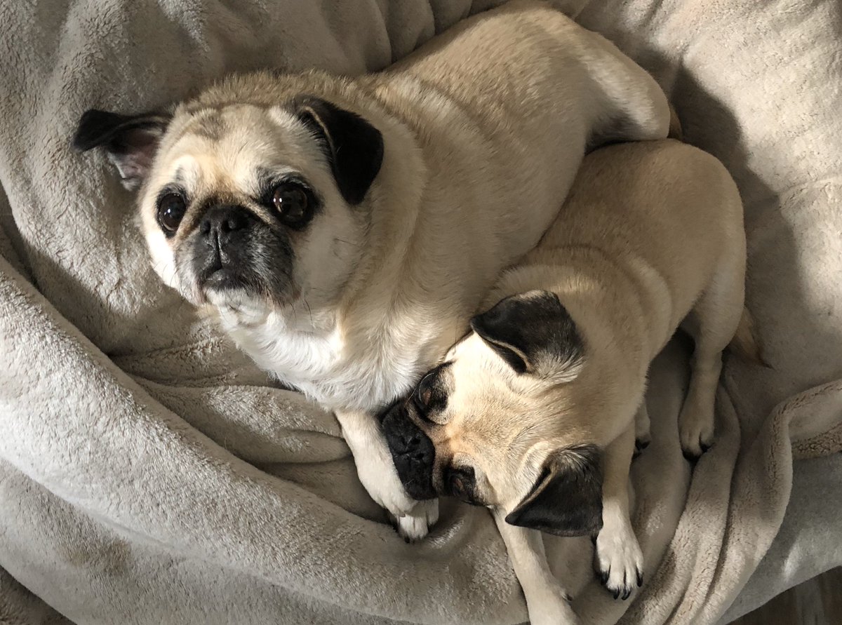 LasTapasDeLola's tweet photo. Duvet Day today (Tuesday) for the team! Reopening at 5pm tomorrow Wed 30 Oct #lazybankholiday #staffbreak #lastapasdelola #puglife  ❤️❤️ https://t.co/d1kD7T12pA