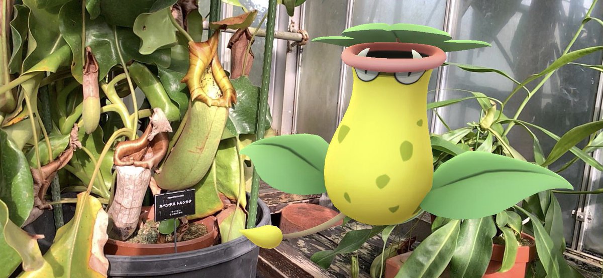 OKAPOKECLUB's tweet photo. 夢のコラボ！パート2
#PokémonGO #好きなようにGOしよう 
#ポケモンgo #PokemonGOarplus
#GOsnapshot #PokemonGOAR  #旅ポケGO  ＃スナップショット #半田山植物園 https://t.co/R9dXDM3ZLp