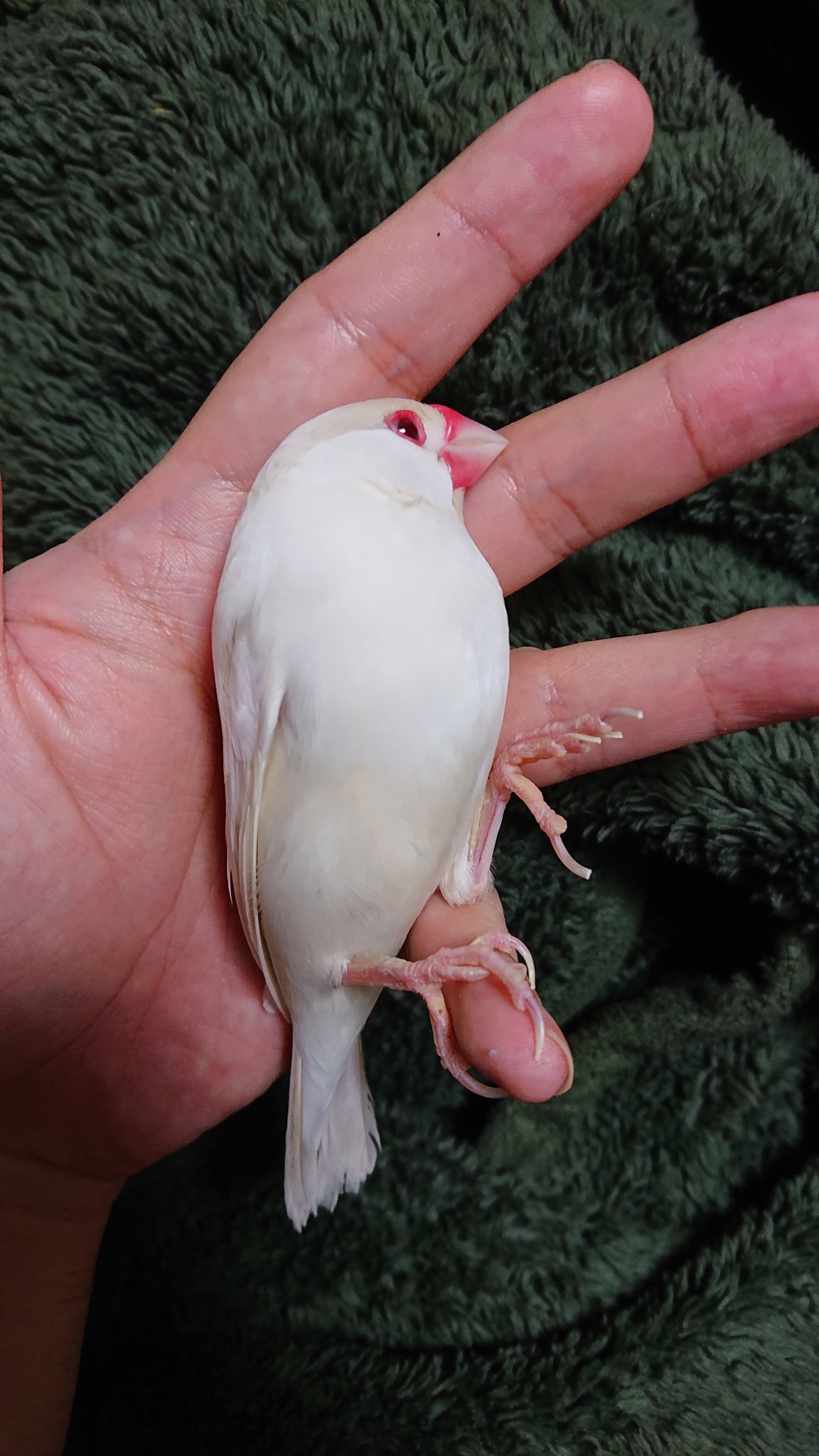 肉フック ゲーム垢 爪切りが怖すぎて死んだフリをするうちの文鳥が可愛すぎる おめぇ 死んだフリしても切るから 肉フック ゲーム垢 爪切りが怖すぎて死んだフリをするうちの文鳥が可愛すぎる おめぇ 死んだフリしても切るから
