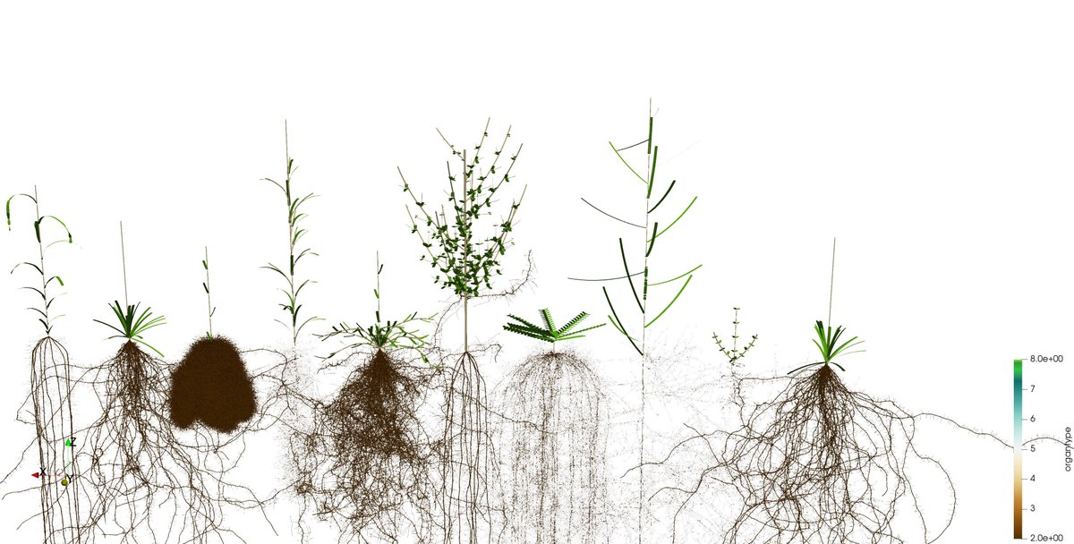zxrzxr's tweet photo. @biorxiv_plants @insilicoplants 😆Videos of #CPlantBox's simulations are here https://t.co/iSkASsBxMc https://t.co/eAGXDgTn0V