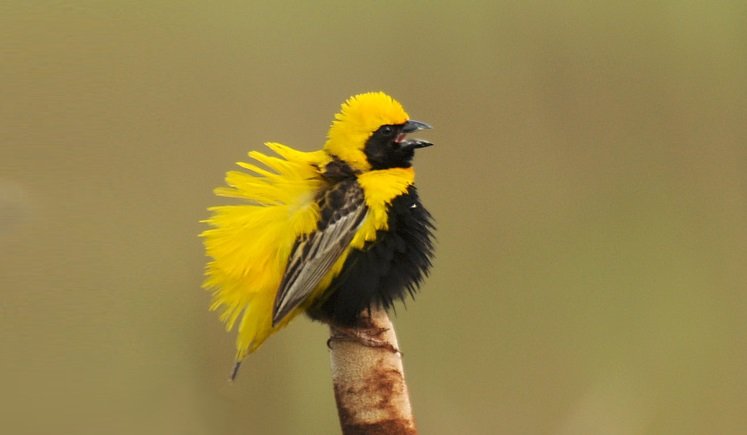 World birds on X: "Yellow-crowned Bishop (Euplectes afer) #painting #art https://t.co/On2yTFF4Qk" / X