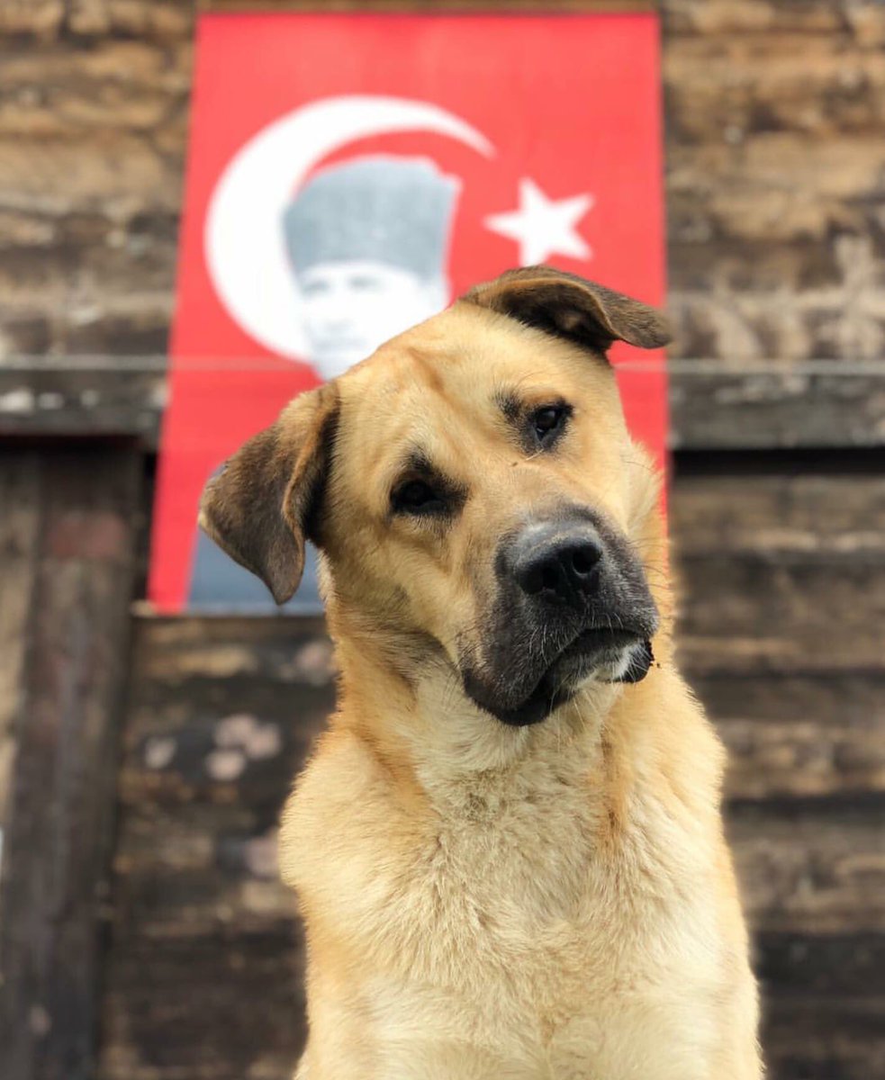 sosyopet's tweet photo. En büyük bayram bu bayram! Herkese kutlu olsun ! 🇹🇷🇹🇷🇹🇷 #29EkimCumhuriyetbayramı https://t.co/nZhlS05fwW