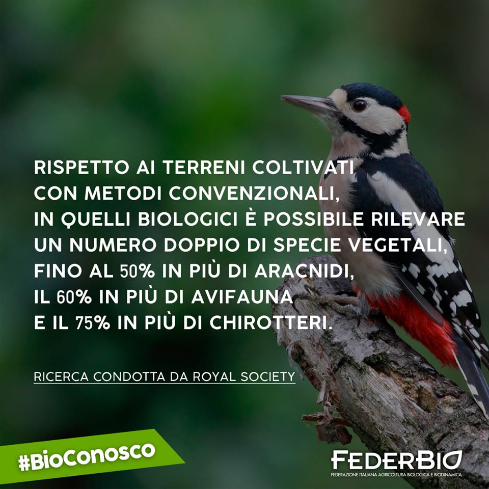 FederBio's tweet photo. #BioConosco
Scegliendo di coltivare varietà autoctone di piante e razze animali, si continua ad agire a tutela della biodiversità, proteggendo la specificità esistente nelle differenti aree geografiche. 💚🐞🌳
#ioScelgoBio #agricolturaBiologica https://t.co/PlAGbvBLJe