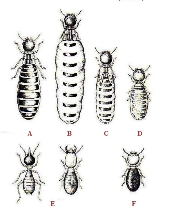 darwinmuseum's tweet photo. #TermiteTuesday
This is one of the termites "parents". Male and female termites form a couple and fly in search for a place to build a nest. There they will make a colony with castes: 👑 A - King, B - Queen, C - Secondary queen, D - Tertiary queen, ⚔️ E - Soldiers, ⚒️ F - Worker. https://t.co/6wkoMCaP6Y