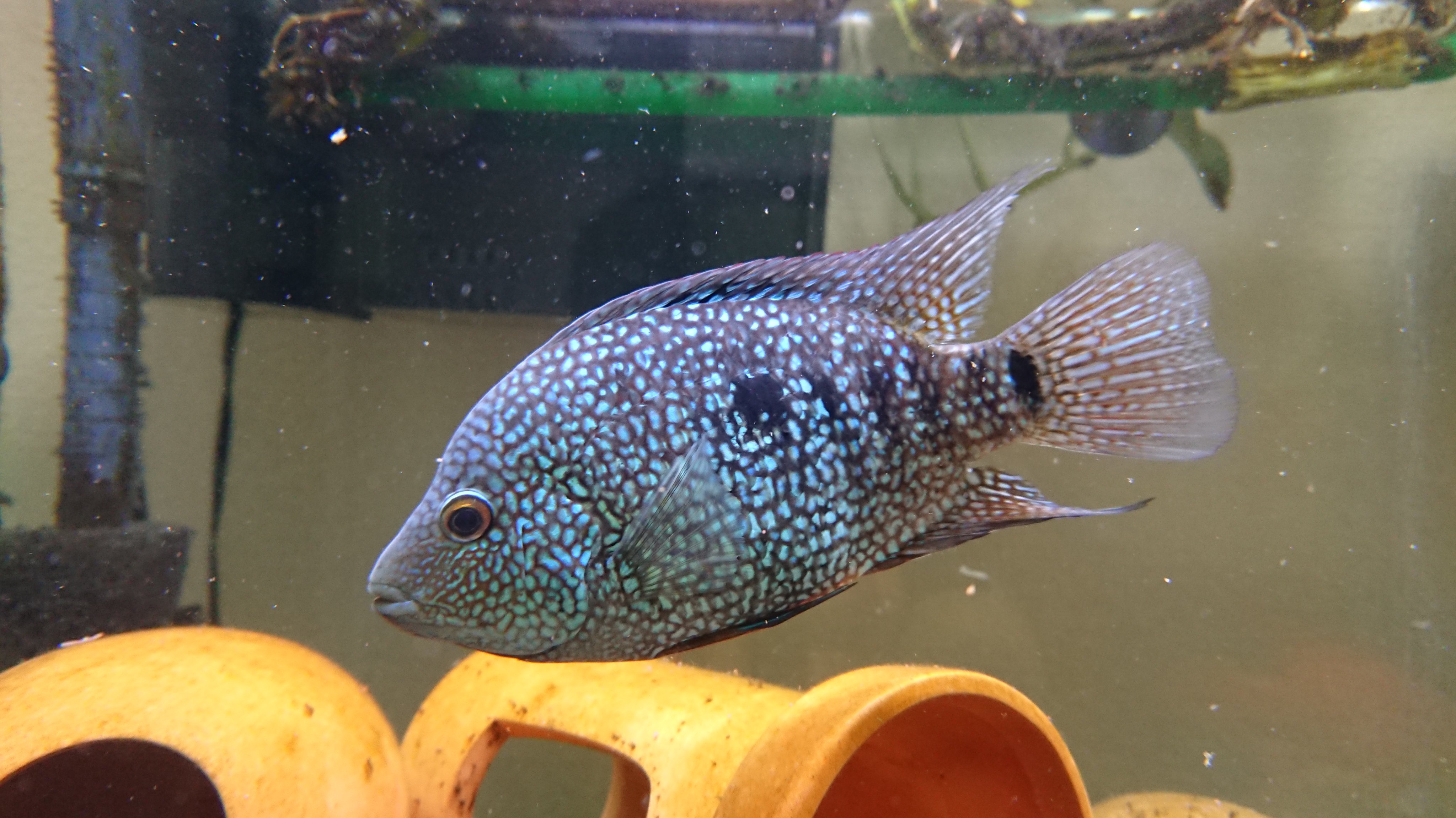 Mamoru No Twitter お気に入りの テキサスシクリッドです アメリカンシクリッド 熱帯魚 アクアリウム T Co Re2mqjk012 Twitter