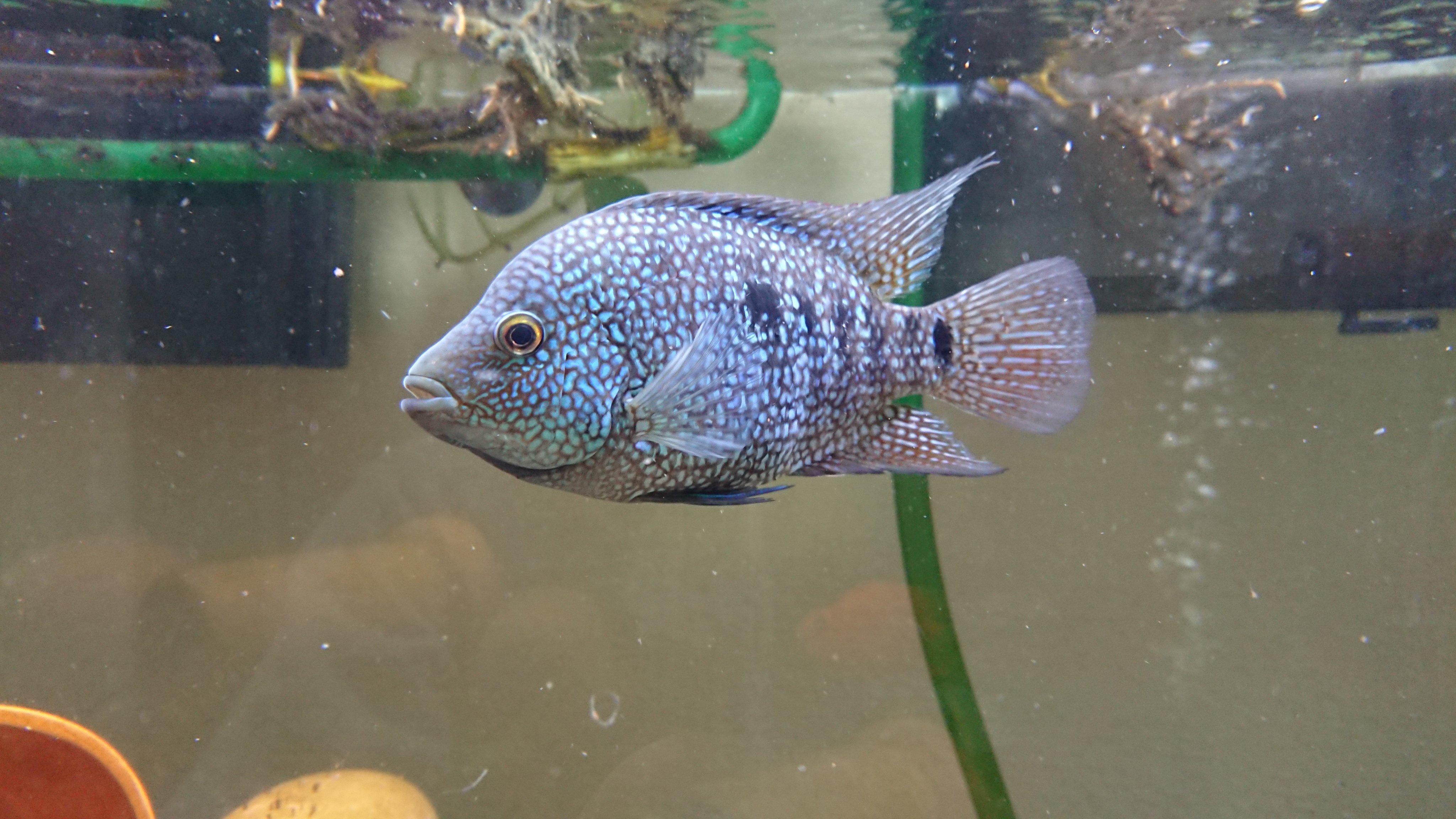 Mamoru No Twitter お気に入りの テキサスシクリッドです アメリカンシクリッド 熱帯魚 アクアリウム T Co Re2mqjk012 Twitter