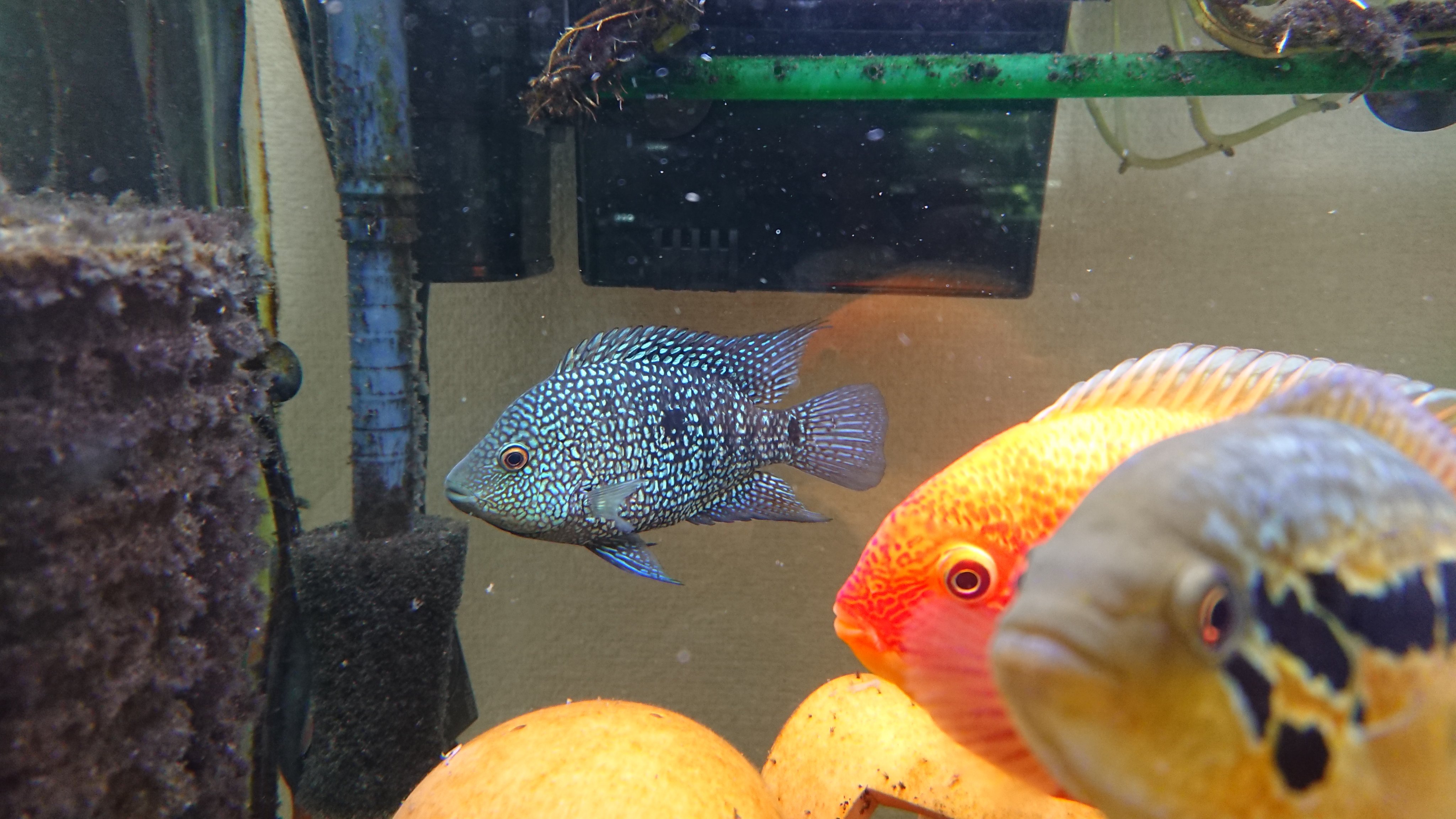 Mamoru No Twitter お気に入りの テキサスシクリッドです アメリカンシクリッド 熱帯魚 アクアリウム T Co Re2mqjk012 Twitter