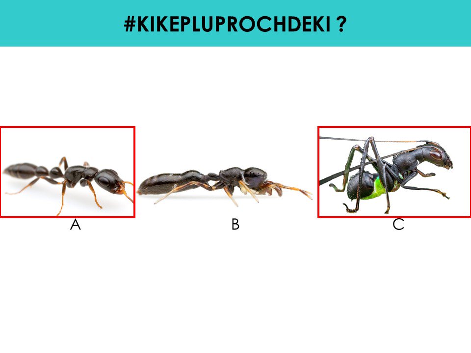 pierrekerner's tweet photo. Et les réponses aux deux quizz #KIKEPLUPROCHDEKI diffusés pour #1SourisDansLAmphi étaient : https://t.co/z8edp5W0B6