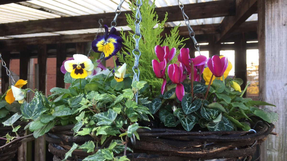 petsandgardens's tweet photo. A beautiful morning in wylde Green and we have a great selection of plants to give Autumn colour to your garden drop in and take a look . #getsomeinspiration #friendlyhelpfuladvice @togetherlocal https://t.co/JhHa9YT06j
