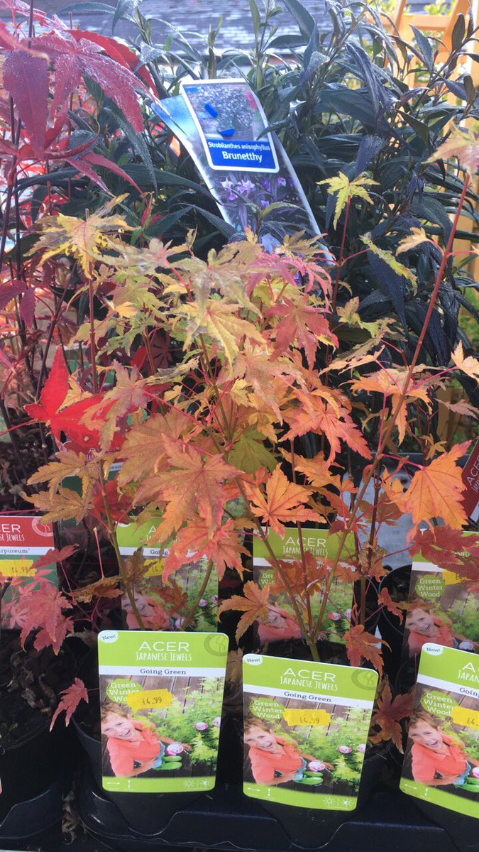 petsandgardens's tweet photo. A beautiful morning in wylde Green and we have a great selection of plants to give Autumn colour to your garden drop in and take a look . #getsomeinspiration #friendlyhelpfuladvice @togetherlocal https://t.co/JhHa9YT06j