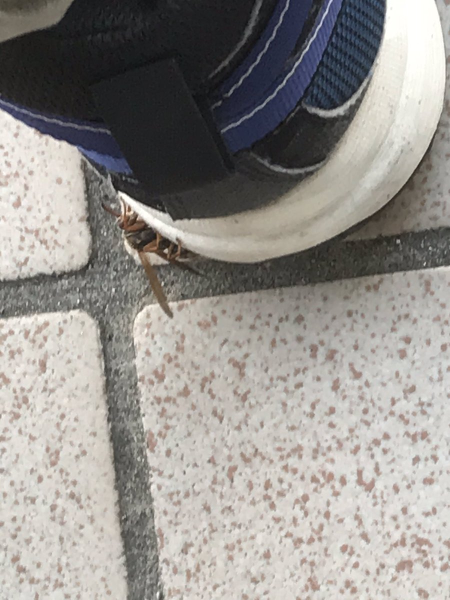 4xajo's tweet photo. 午後の散歩🚶‍♀️ https://t.co/5MFl9IeFeQ