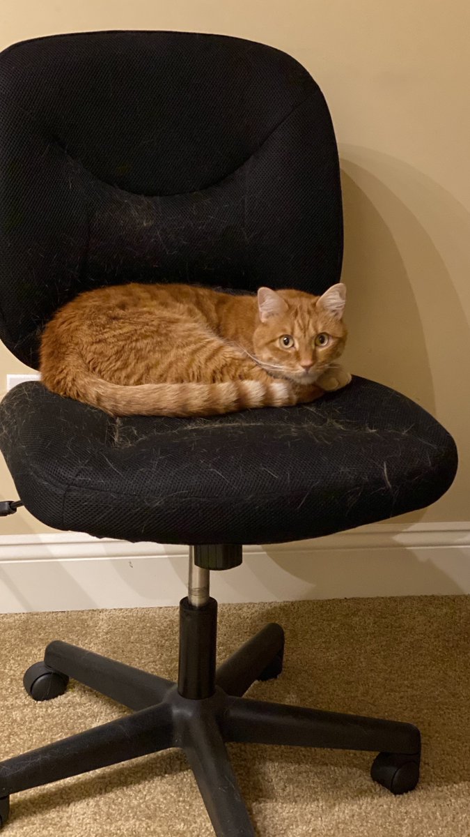 paulrobichaux's tweet photo. Exclusive photo of @desktoppancake resting up to prepare for #MSIgnite. He was up late last night inspecting the @Quadrotech booth swag for rodents or cat treats. See you in booth 841! https://t.co/rXYQ4Obg0d