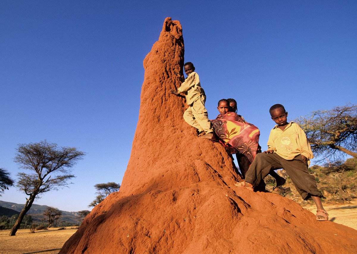 darwinmuseum's tweet photo. #TermiteTuesday
🏗️Some species of termites are known to build the most complex structures in the insect world of 8-9 m, consisting of chimneys, pinnacles and ridges.
🏙️The tallest mound ever recorded - 12.8 m. long - was found in the Democratic Republic of the Congo 🌍 https://t.co/YDBd9dcZWy