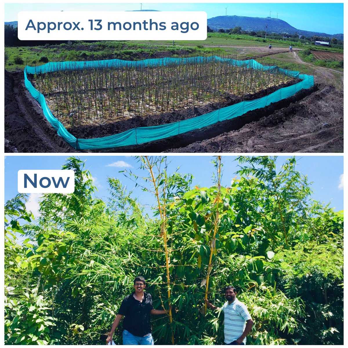 satyamevjayate's tweet photo. A glimpse of @paanifoundationโs #Miyawaki forest in Nhavi Budruk village, Satara district. 2,000 locally sourced saplings were planted here over a year ago. Today, this forest is flourishing and is on the path of becoming a thriving ecosystem! #ForestPride https://t.co/s1EoCD0UCx
