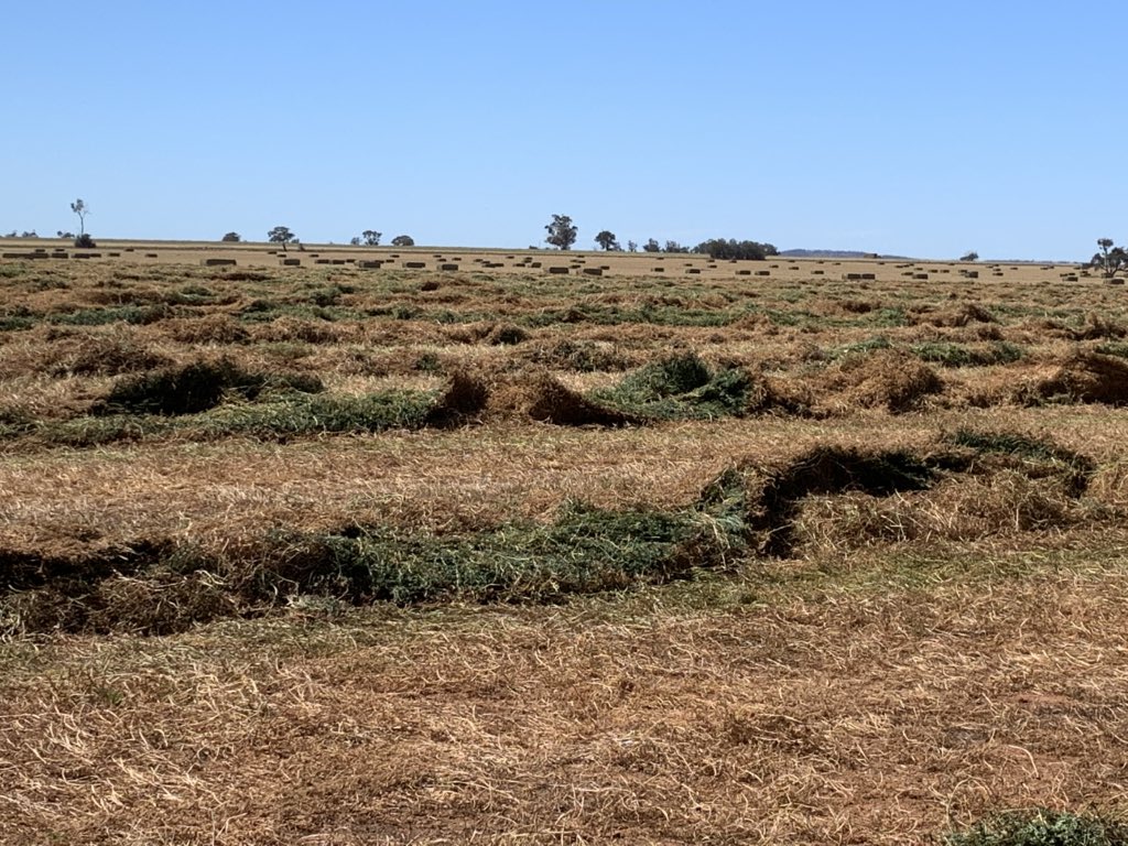 Enjoying a good year with the vetch #hay #agriculture