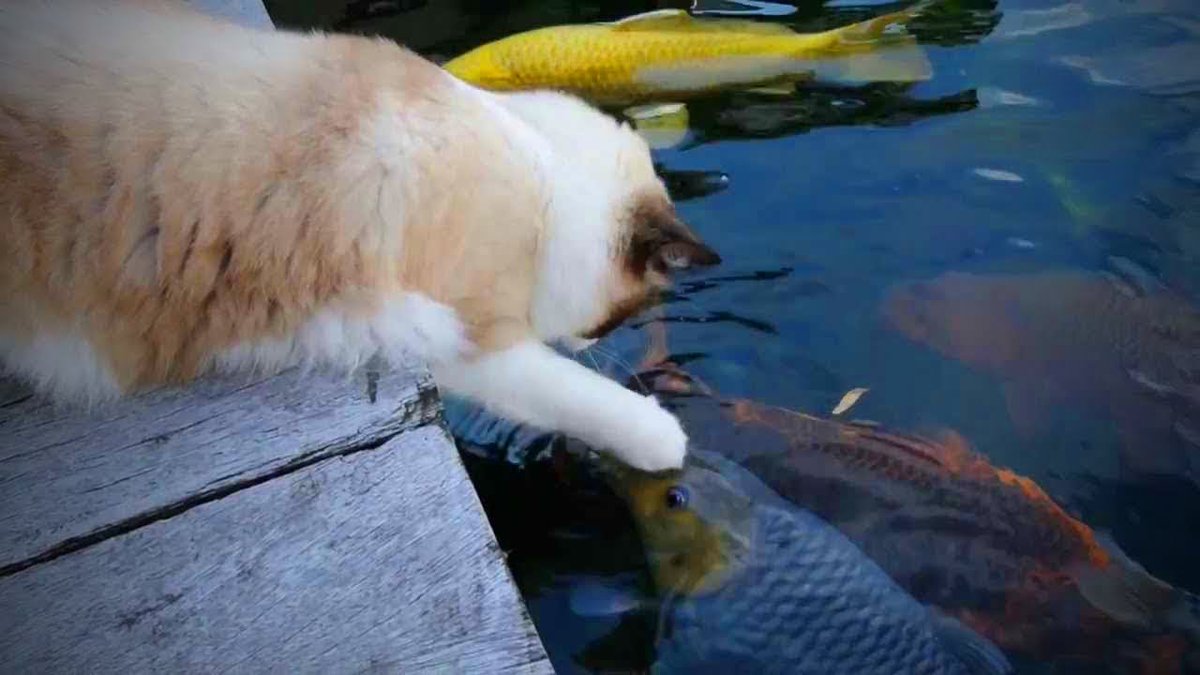 MeowMoeDotCom's tweet photo. Cats and #Fish 🐱🐠 Cute Cats Plays with ...
#Cats #Cat #Kittens #Kitten #Kitty #Pets #Pet #Meow #Moe #CuteCats #CuteCat #CuteKittens #CuteKitten #MeowMoe
#AmusingPet #AnimalFail #Cat #CatFail #CatFailsCompilation #CuteCatsVideos
https://t.co/jDtmU3Zqbk
. https://t.co/6YpavXYvwK