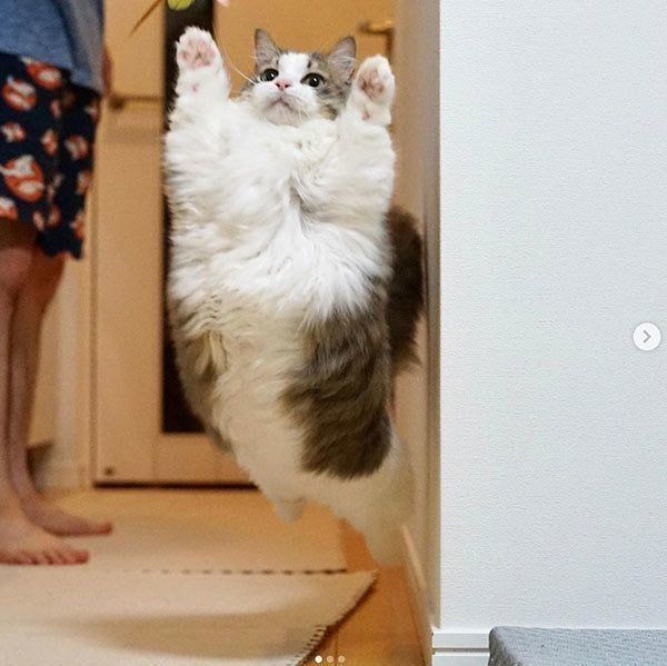 ごる猫 S っ Fwf っ 飛ぶ 反る しっぽで立つ 猫の身体能力に驚く画像3選 ねこのきもちweb Magazine T Co 94s2zfwbbx ごる猫 S っ Fwf っ 飛ぶ 反る しっぽで立つ 猫の身体能力に驚く画像3選 ねこのきもちweb Magazine T Co 94s2zfwbbx