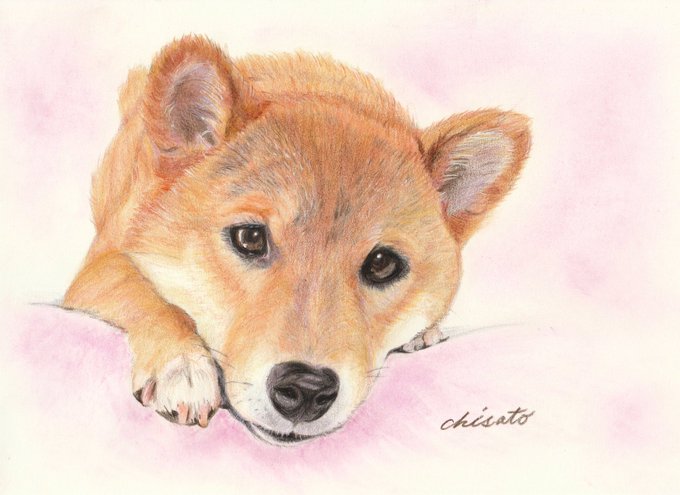 SALE 仲良しな柴犬 ハガキサイズ 色鉛筆画 thiesdistribution.com