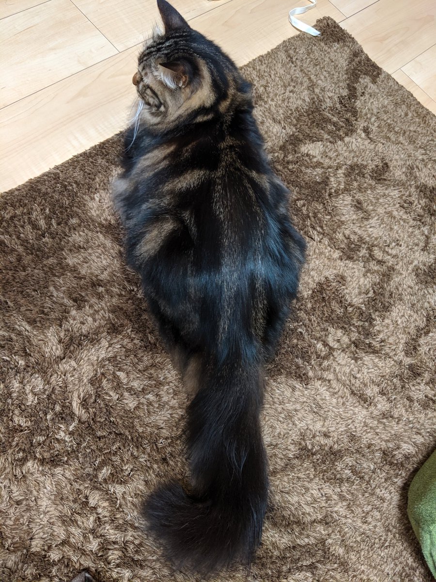 たるるの飼い主 Taruru Rururu Twitter