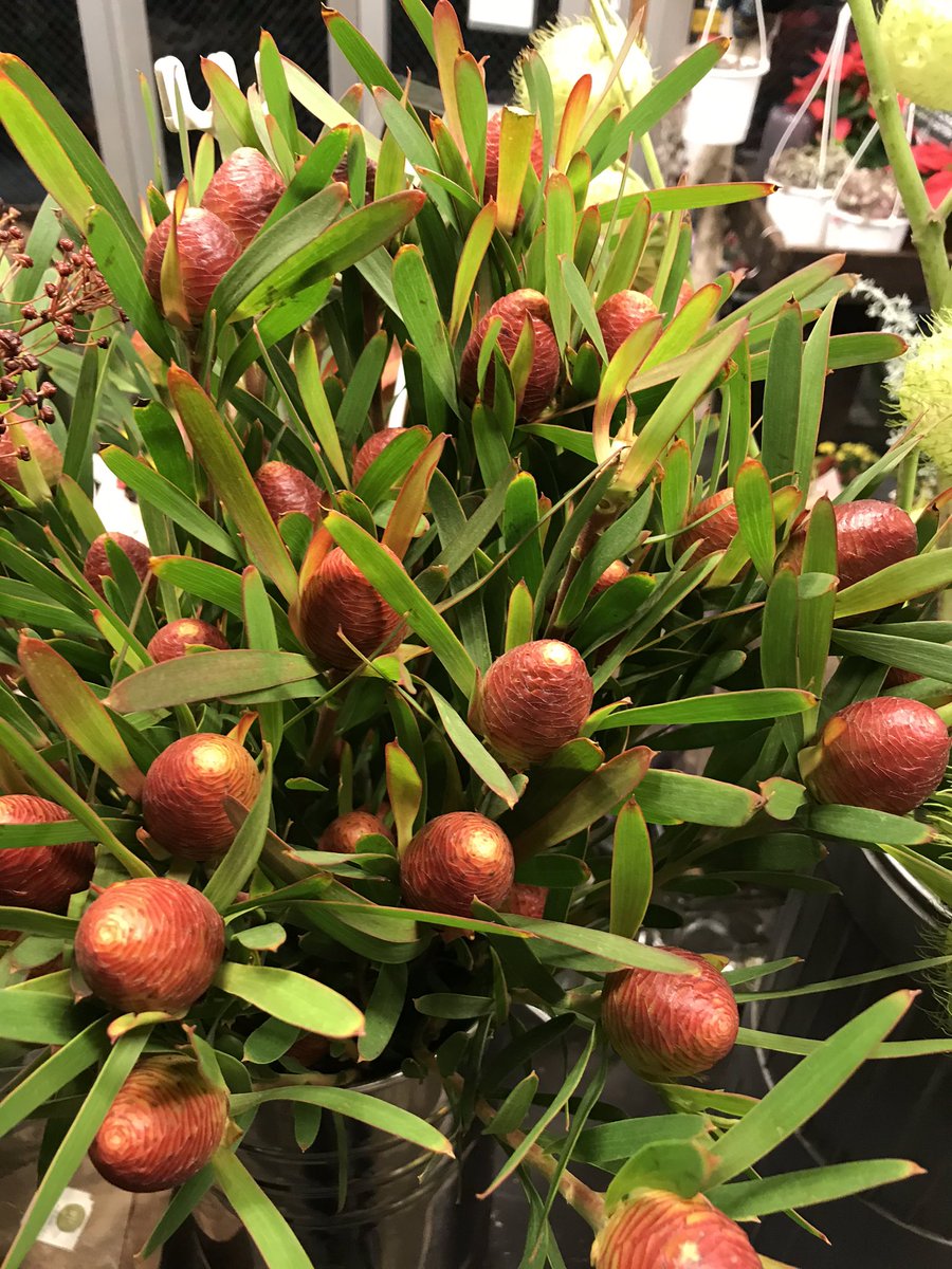 東伏見 Hana Toyo 南アフリカの花たくさん入荷しています 南アフリカのお花を飾って 今週末の決勝戦を応援しましょう 東伏見 南アフリカの花 南アフリカ バーゼリア ワックスフラワー エバーラスティング