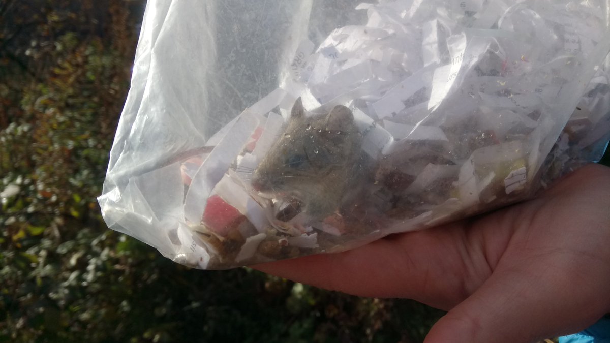 FSC_Scotland's tweet image. RT FSC_Millport "RT LinlithgowBiol1: AH students are having a great start to their second day in Millport FSC_Millport #sampling #settingtraps https://t.co/m3dsvBWOu6"