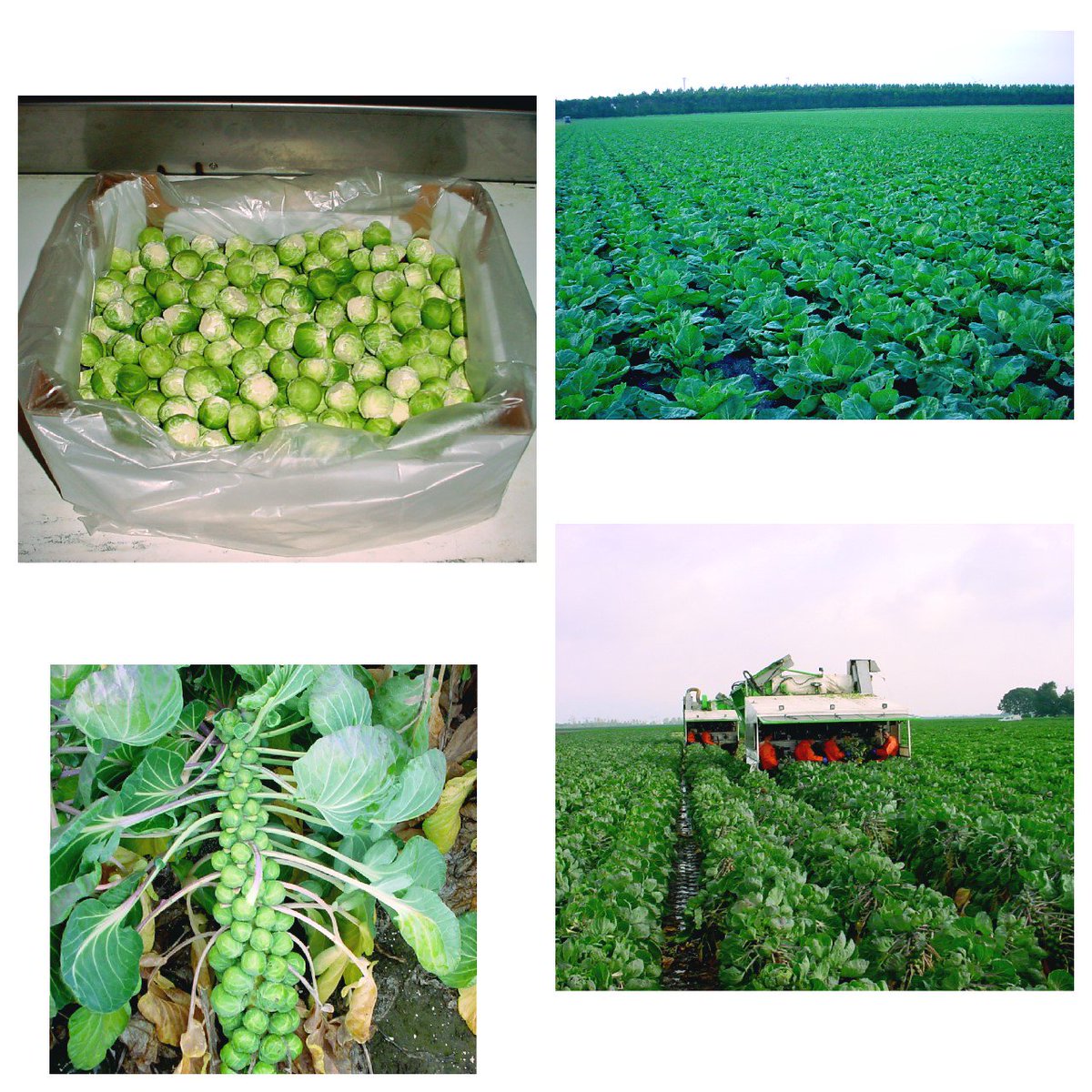 Brussel sprouts fresh from the fields!
#vitaaleurope #nationwideproduce #growers