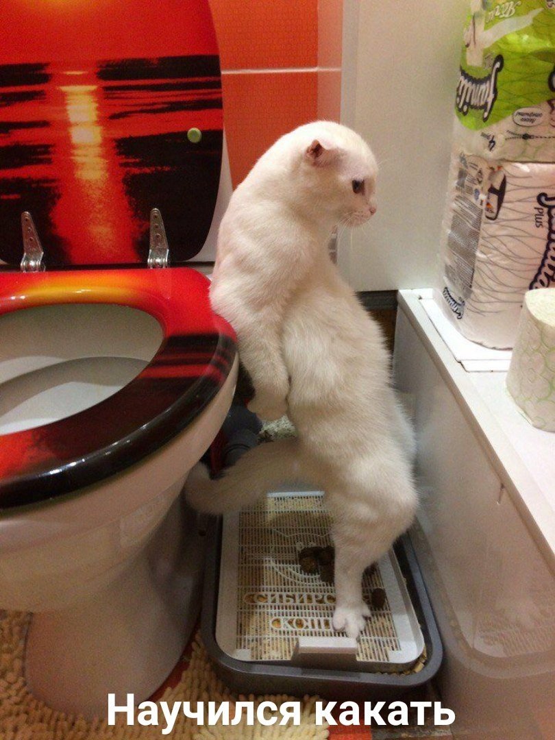 EICfhvJXkAMFprv?format=jpg&name=medium