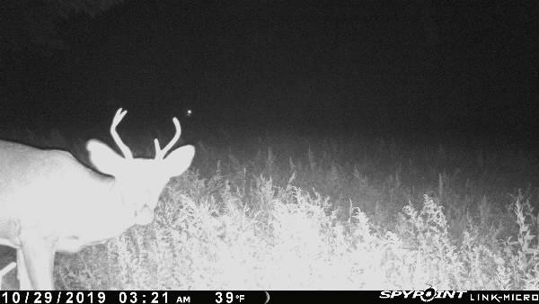 From my SPYPOINT Link camera