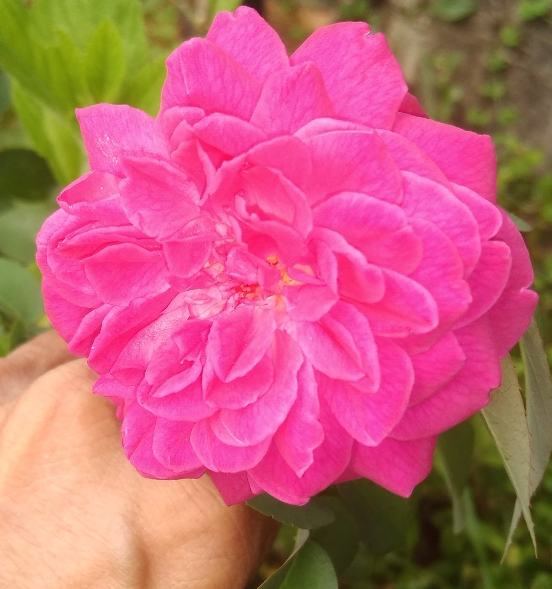 É como se todas as mulheres do mundo, fossem como essa flor❗😍
