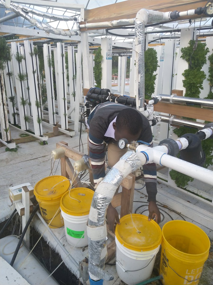 Fredrickodinga2's tweet image. Hydroponics farming demonstrates how to maximize use of space and uses less water. @Fredrickodinga2 mixing nutrient for the plants @AUCDNews @Saddarth1 @VSO_Intl