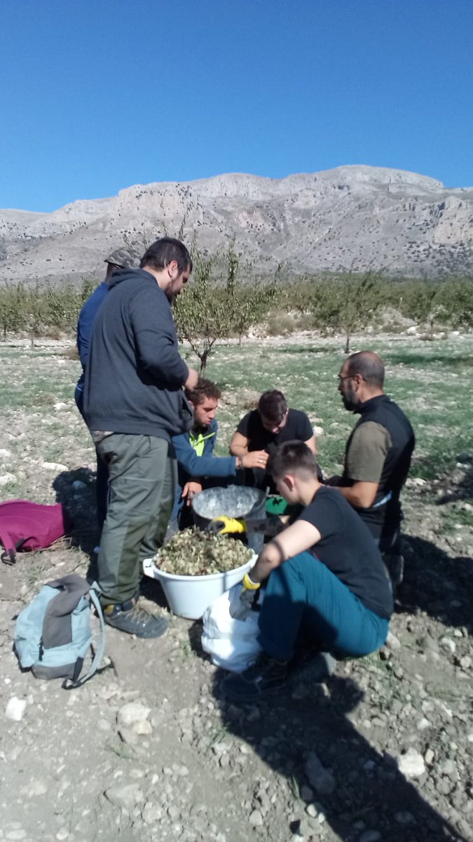 AlVelAl_4R's tweet image. Jornada con los alumnos del IES José Marín, recogiendo bellotas del entorno del Parque Natural Sierra María-Los Vélez para su posterior plantación.