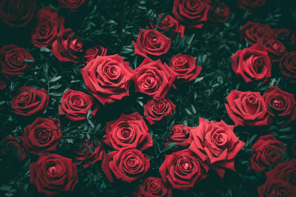 i love rose