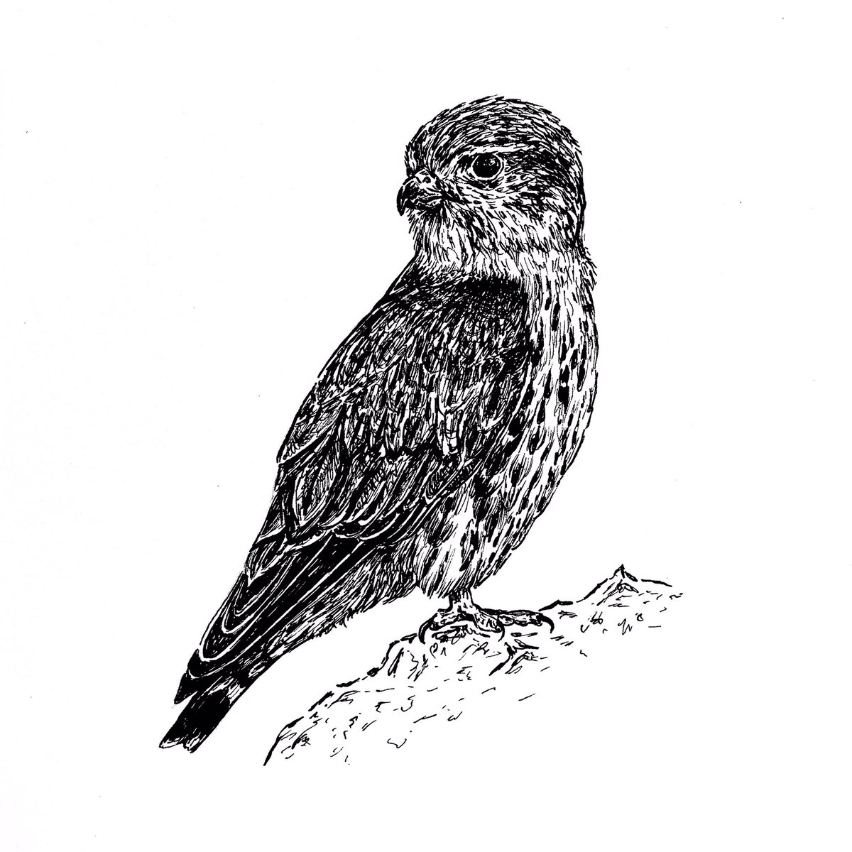 pinemartes's tweet photo. ‘Injured’
Inktober Day 29
The merlin is Britain’s smallest bird of prey, and a specialist hunter of small birds. It is this hunting behaviour, through rapid and dramatic chases, that can often end in injury or death for the determined merlin.
#inktober2019 #inktoberday29 #merlin https://t.co/c91zjXgH1S