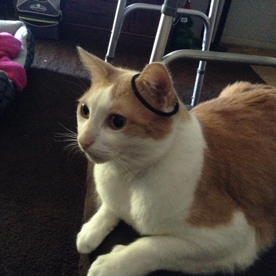 #NationalCatDay #Catslife <a href="/CatSpotLitter/">CatSpot</a>  #kitty #lolcats #Lifewithcats   Mom is this stylish?